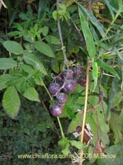 Imgen de Planta no identificada #2359 ()